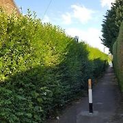 Tree and Hedge Work